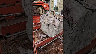 Burly Silver Maple on the Sawmill #short #shorts #wickedwoodsnwllc #sawmill #wood #woodshop