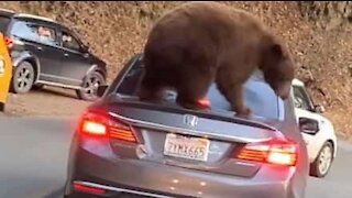 Bear attacks car in California