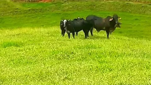 Vacas bois bezerros em busca de capim touros, touro, vaca boi, Gado bovino, Bos taurus