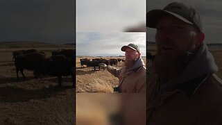 What Does Bison Weigh At Wild Bison Ranch