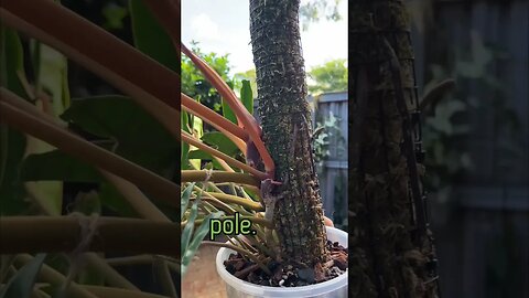 For more info, check out the moss pole playlist on my channel :) #philodendronbillietiae #houseplant