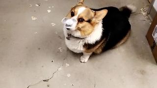 Corgi Flawlessly Balances Fidget Spinner On His Nose