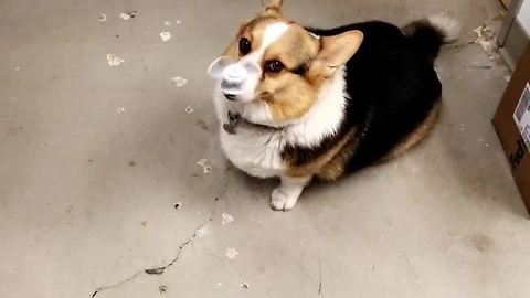 Corgi Flawlessly Balances Fidget Spinner On His Nose