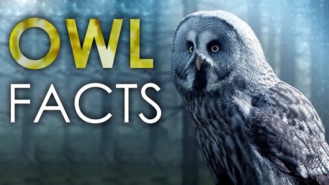 FACTS ABOUT OWLS | ANIMAL FACTS | CUTE OWLS | BIRD VIDEOS | WILD LIFE