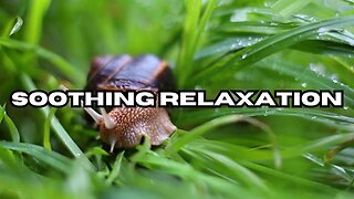 Soothing relaxation Nature sounds sound of birds and nature -- (soothing relaxation)