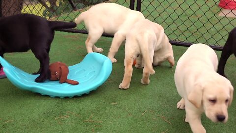 Puppy Play Time at Guide Dogs Victoria