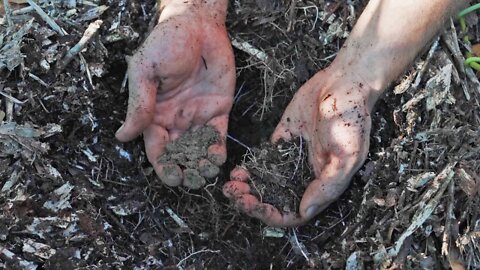 Here's a Surefire Way to Build Soil and Get Food at the Same Time!