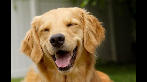 How to Make Your DOG HAPPIER - 10 Key Tips
