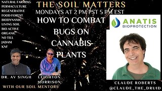 How To Combat Bugs On Cannabis Plants