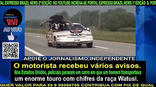 Nos Estados Unidos, policiais pararam um carro com um touro com chifres da raça Watusi.