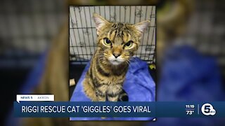 Streetsboro rescue cat 'Giggles' goes viral for adorable scowl while looking for new home