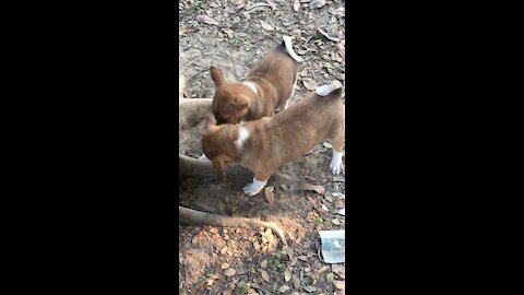 Little 2 dogs playing with each other