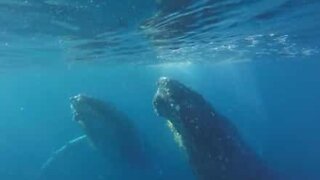 Synchronized whales in underwater ballet