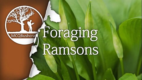 Bushcraft Foraging: Ramsons