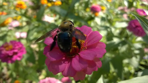 Amazing Nature: Bumble Bee & Johnny Mathis