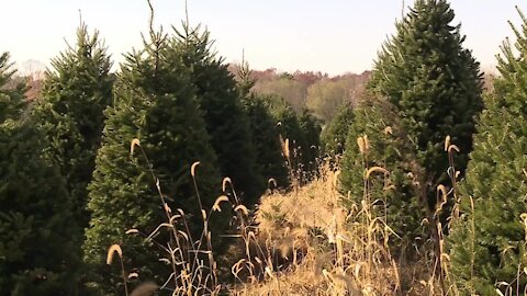 Whispering Pines Tree Farm opens gift shop on Saturday