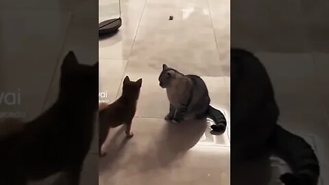 gatos malvados