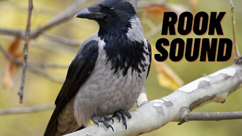 Crow Sounds To Attract Crows | Rook Bird Sound | Kingdom Of Awais