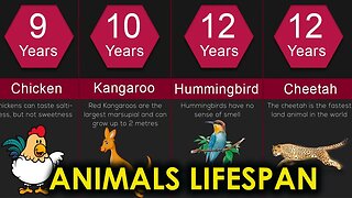 ANIMALS WITH THE SHORTEST AND LONGEST LIFESPANS -HD