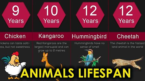 ANIMALS WITH THE SHORTEST AND LONGEST LIFESPANS -HD