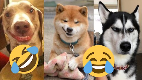 🐶It's time to LAUGH with Dog's life 🤣Funny pet Videos 2021🤣