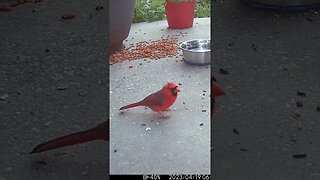 Mr. Cardinal Visits! 🐦