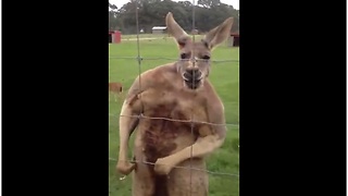 Tough Kangaroo On Steroids Flexes Muscles For Camera