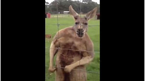 Tough Kangaroo On Steroids Flexes Muscles For Camera