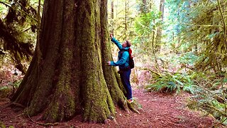 Hiking Cathedral Grove | Old Growth Forest of Vancouver Island | Last of Its Kind (Sony A7siii)