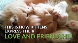 These clips of our cutest kittens will brighten your day!
