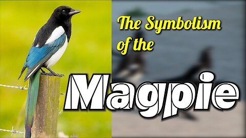 The Symbolism of the Magpie