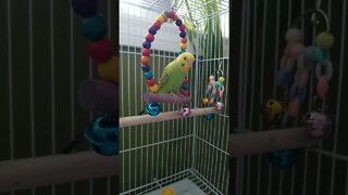 Budgie Dancing To Staying Alive 😂 #shorts #budgies #parakeets