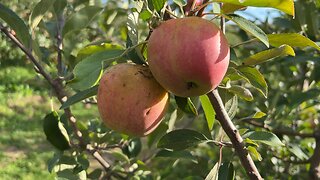 Apple Picking Hudson Valley NY USA 2022