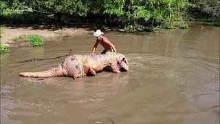 Man in T-Rex costume helps catch massive catfish