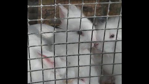 Cute fluffy rabbits