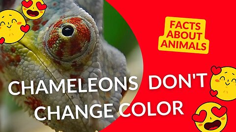 Did you know chameleons actually DON'T change color to blend into their environments?#shorts