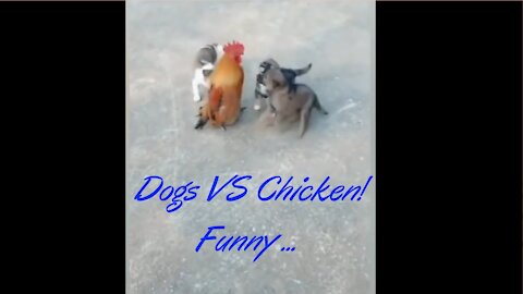 Dogs vs Chickens Fight - Funny Fight Video