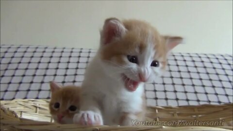 Mom cat with 4 meowing kittens