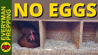 Chickens Not Laying Eggs? Here is Why - Winter Is Coming