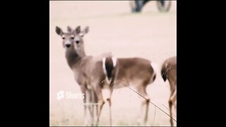 Deer on the Battlefield