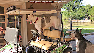 Talkative Deaf Great Dane Takes Over The Golf Cart