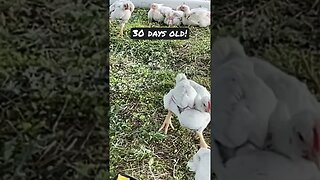 Chicken Chronicles- Day 30! #chicken #cornishcross #slowmotion #chicks #farming #shorts