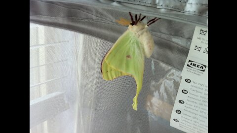 Luna Moth emerging from his cocoon