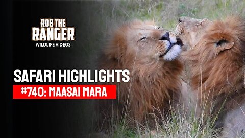 Safari Highlights #740: 18 & 19 November 2022 | Lalashe Maasai Mara | Latest Wildlife Sightings