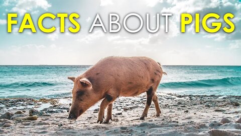 FACTS ABOUT PIGS | ANIMAL FACTS | MAMMALS | ALL ABOUT PIGS