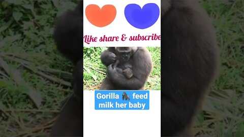 gorilla 🦍 feed milk her baby || #shorts #youtubeshorts