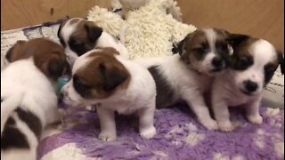 Jack Russell Terrier puppies see the bell toy.)
