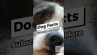 Dog Facts - I Bet You Don't Know 🐶😜😉 #dogs #doglovers #dogfacts #dogsofinstagram #dogshorts #shorts