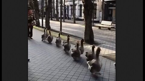 Grand March of the Geese