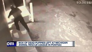 Box of seven deceased puppies left outside animal shelter in Pontiac